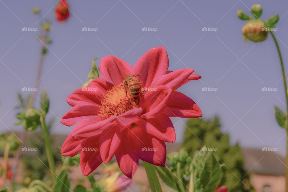 Pinks flower