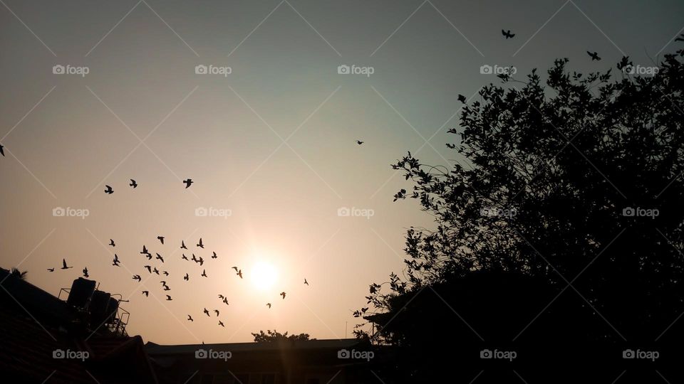 Birds flying in sky