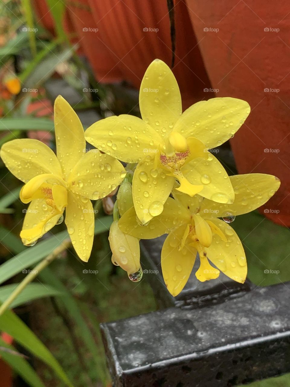 Rain drop on orchids 
