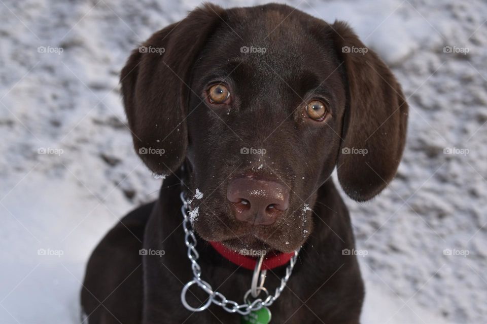 Chocolate lab puppy