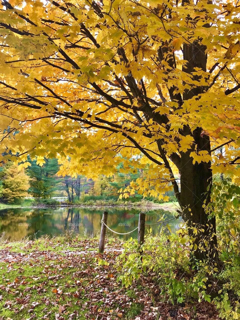 Yellow leaves coming out in fall