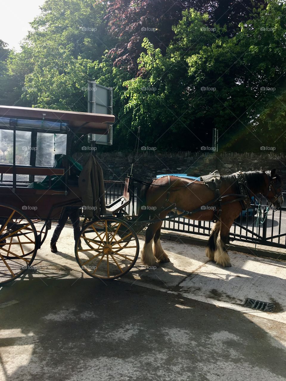 Horse and carriage, Killarney National Park