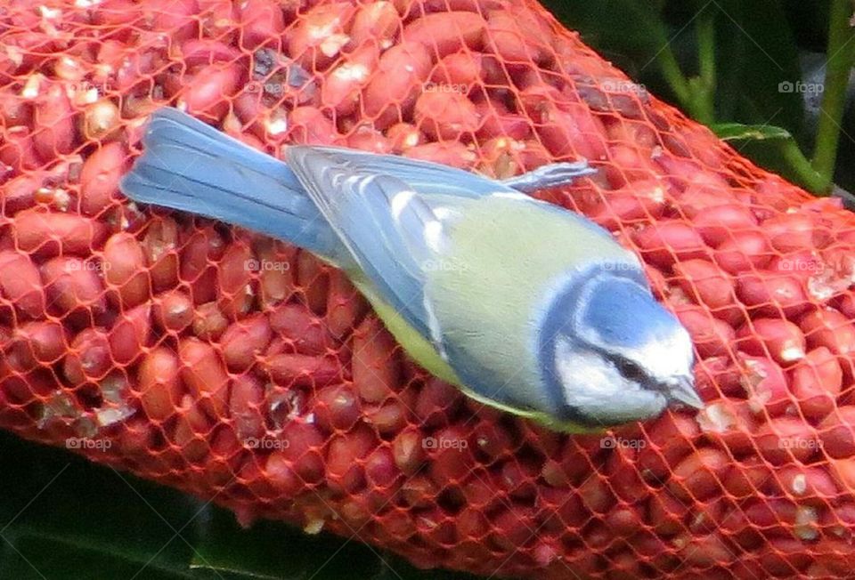 blue tit