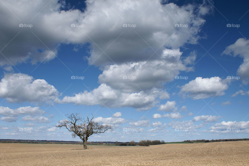 Lone tree on a spring day. A lone tree stands in a freshly ploughed field in springtime