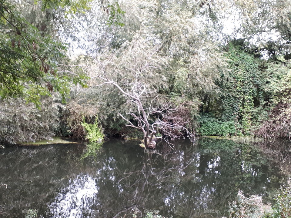 Trees Beside A River