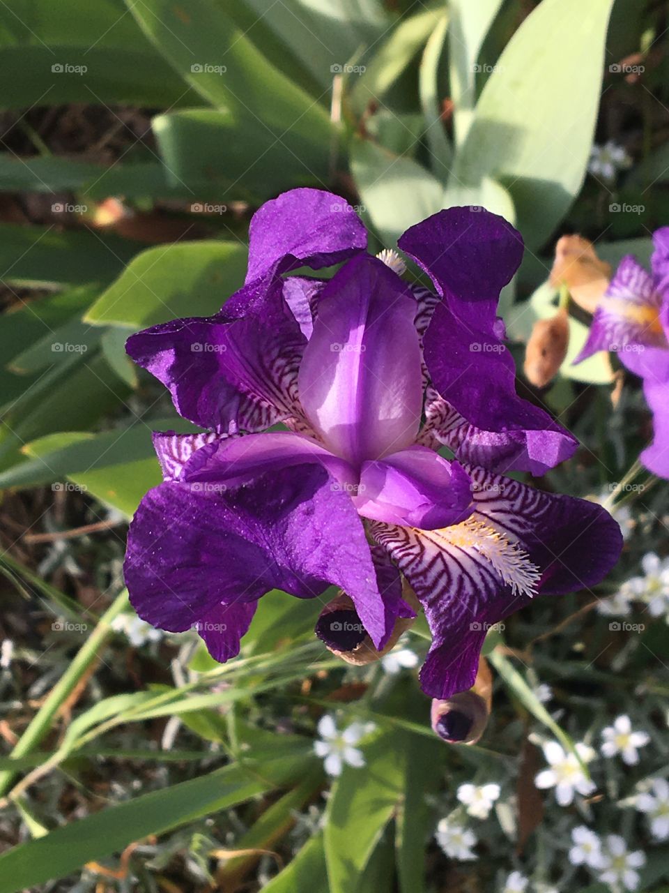 Nice purple iris from above