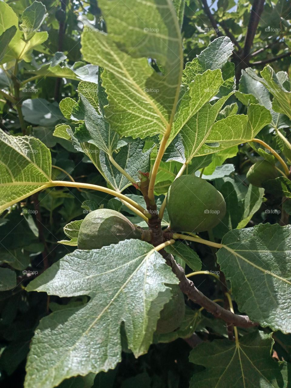 Fig tree