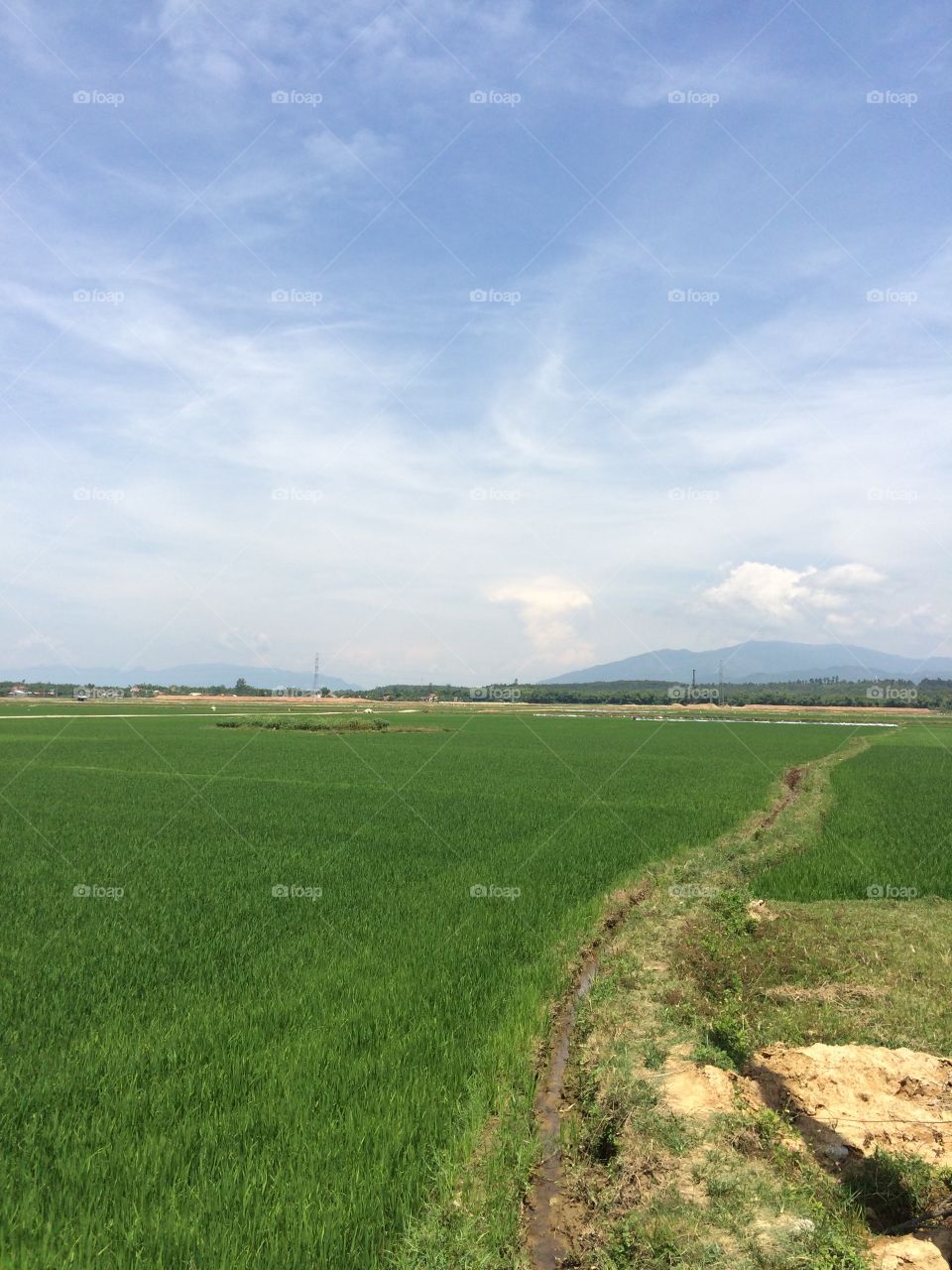 Early rice field. Visiting the countryside with family in Danang