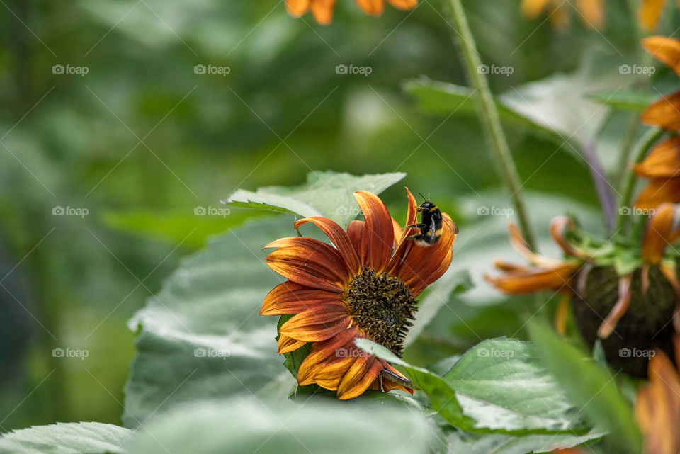 Sunflowers bees and bumblebees