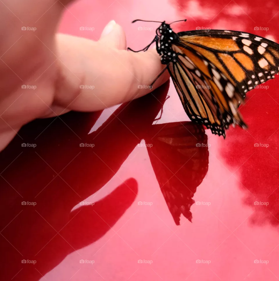 Monarch Butterfly - Mariposa Monarca