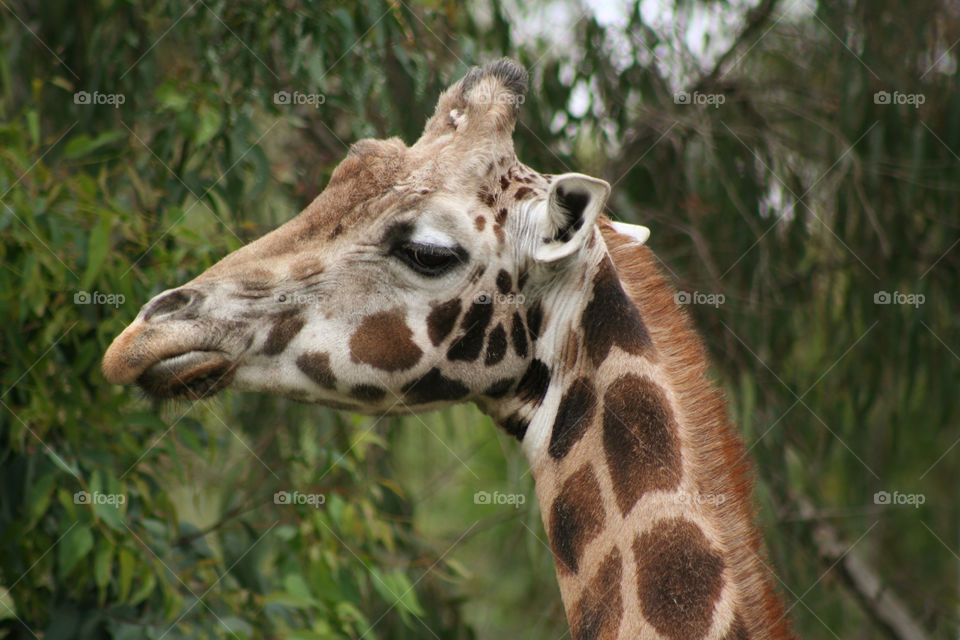 Giraffes head close up 