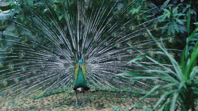 peacock