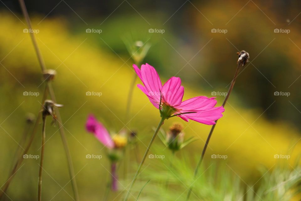 Cosmos flower