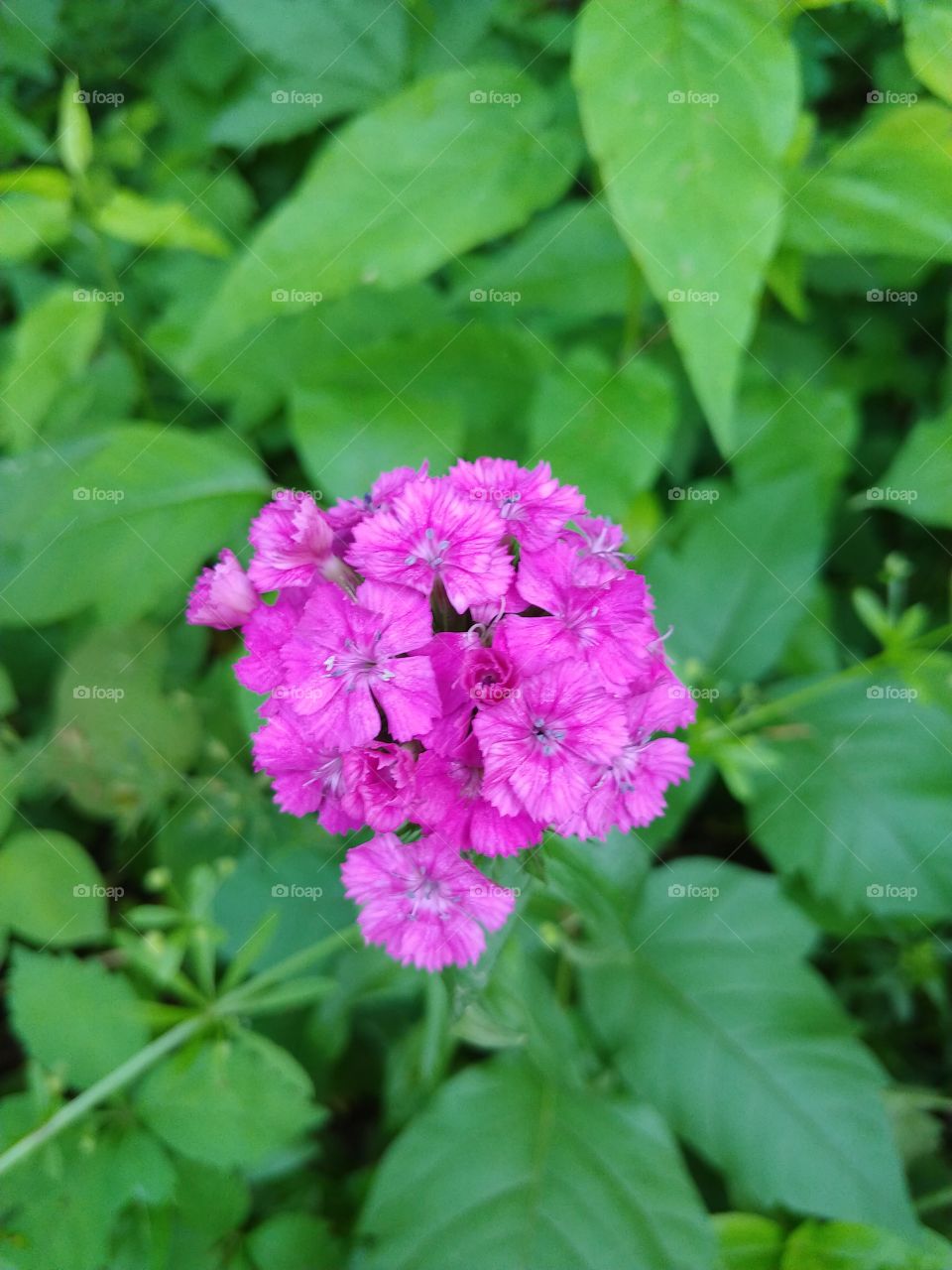 Flowers of The Great Allegheny Passage Trail Connellsville, Pennsylvania