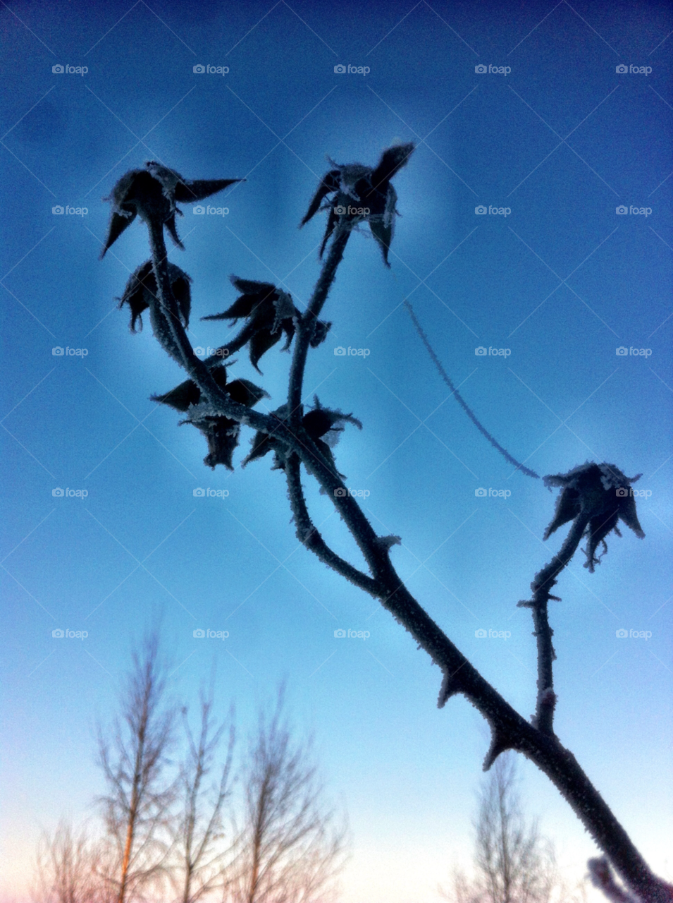winter sky cold plant by beanzy