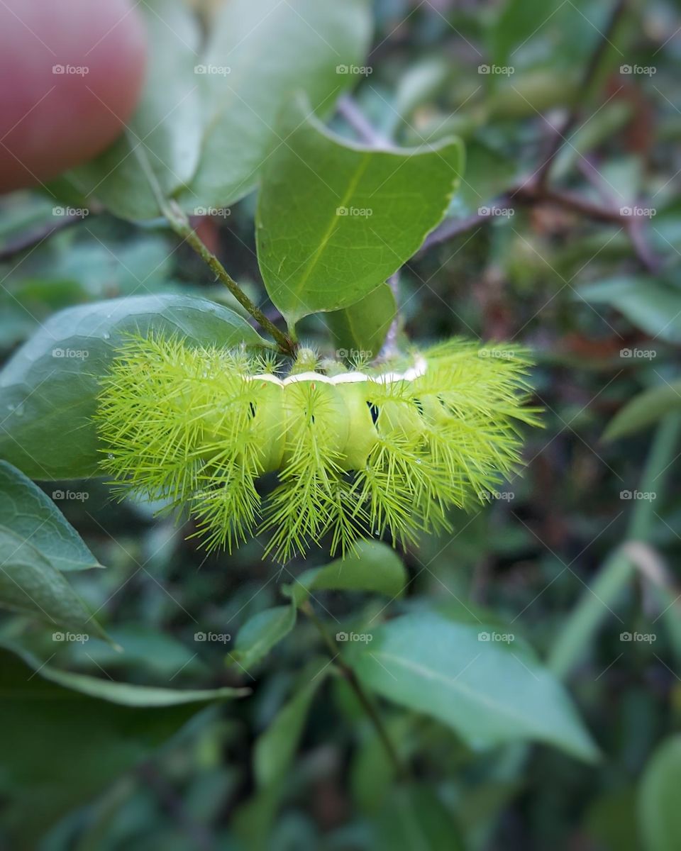 Future butterfly 🦋