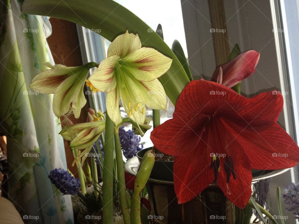 Amaryllis 