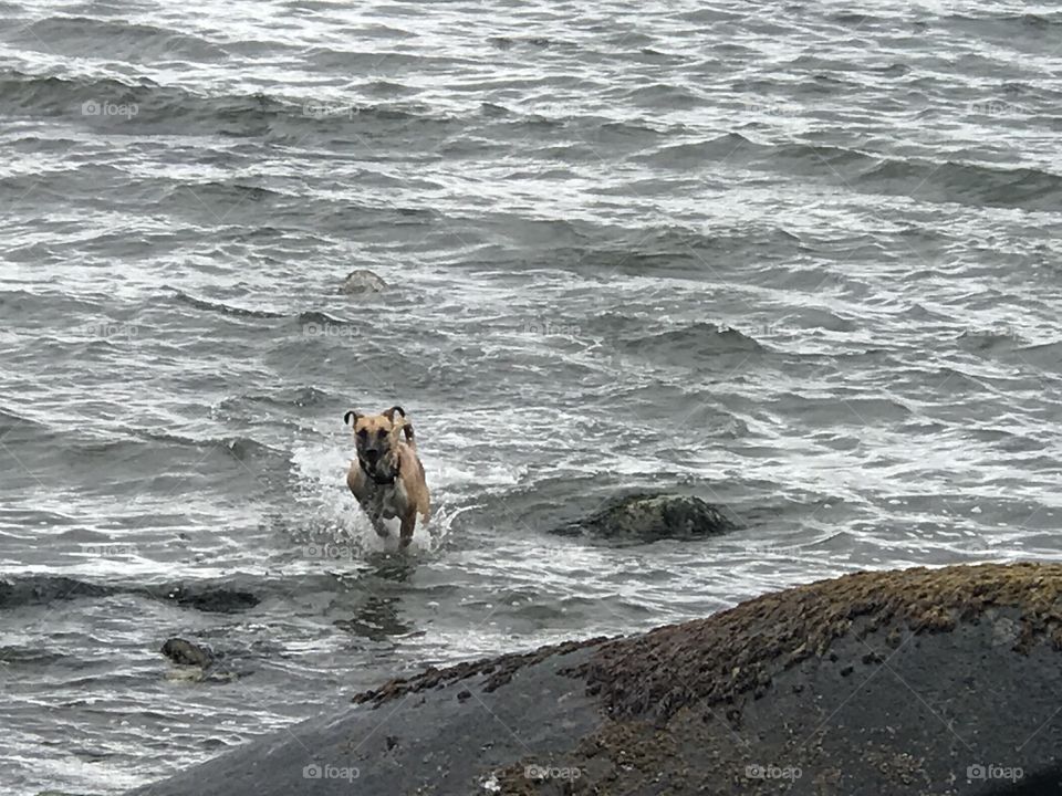 Dog running in the ocean