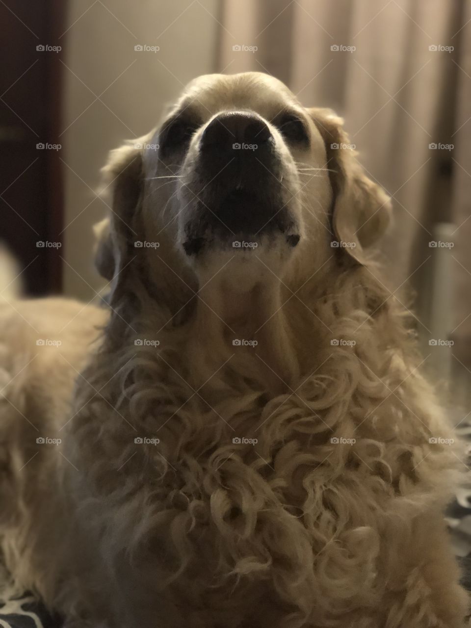 Nocas (Golden Retriever)