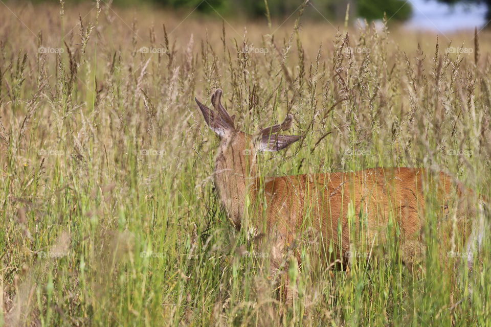 Deer amongst tall grass