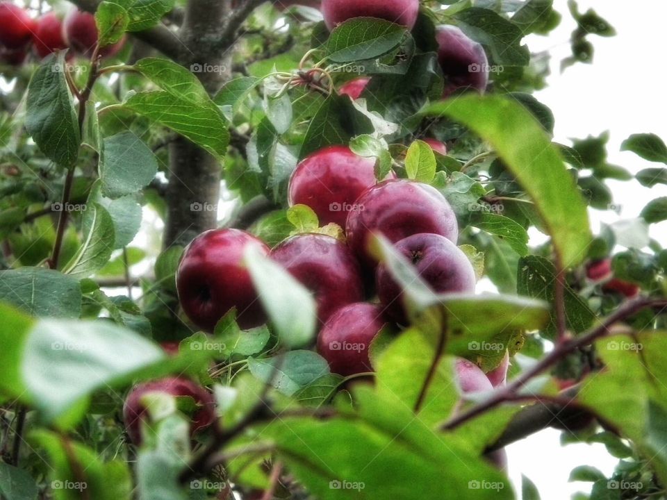 Rain washed apples