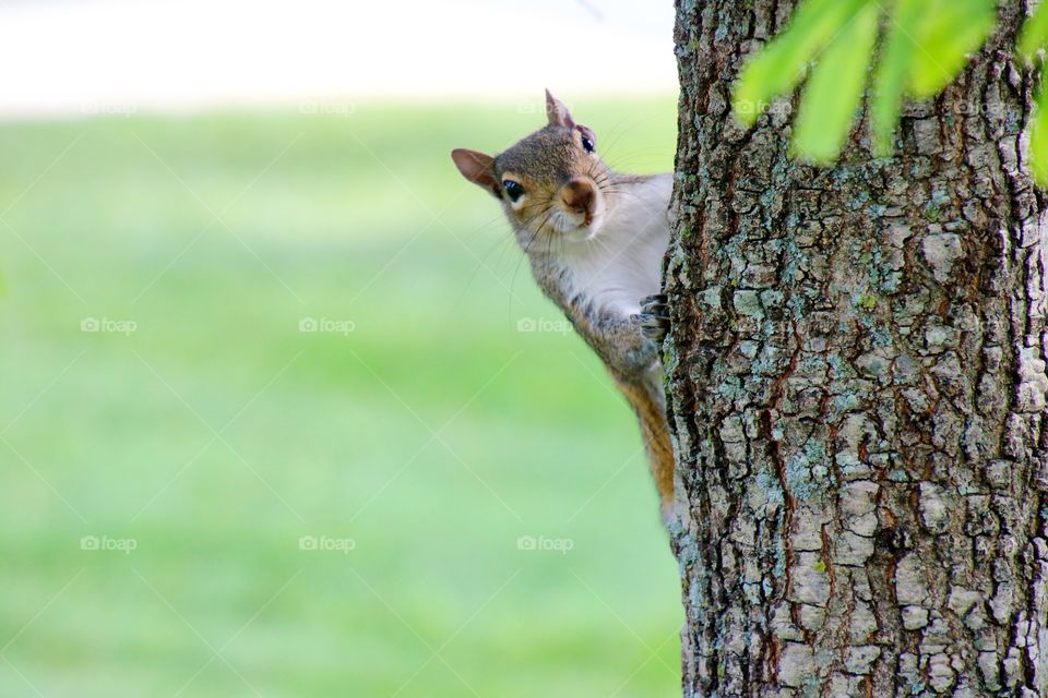 Squirrel 