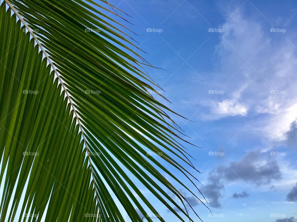 Blue skies and palms