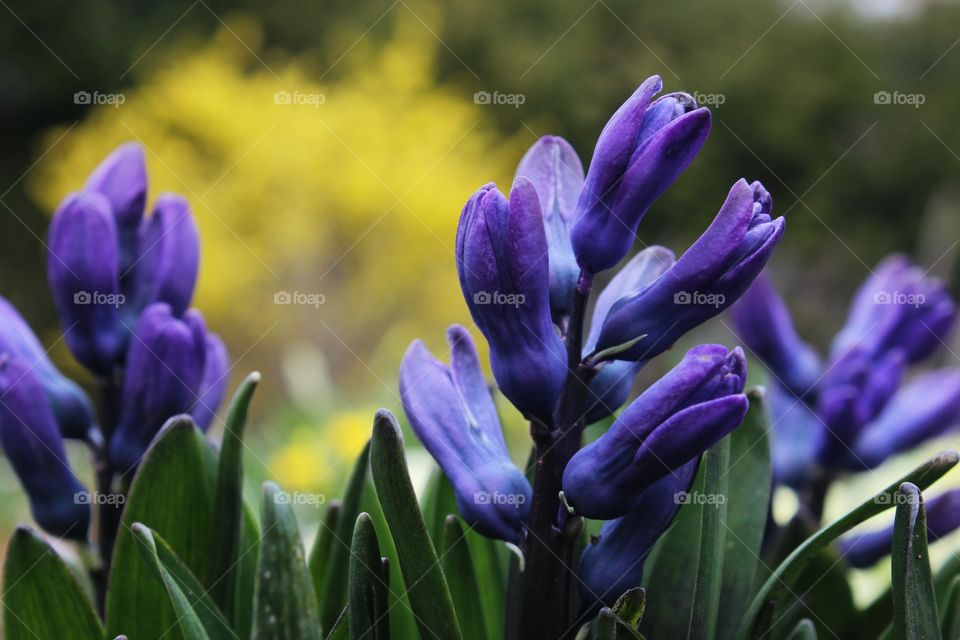 purple flowers