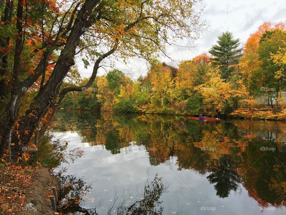 Trees reflection over the lake