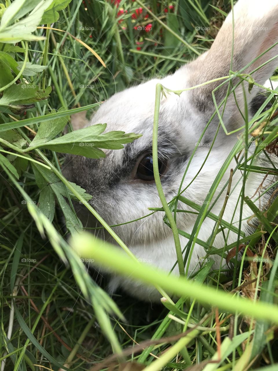 Bunny in grass