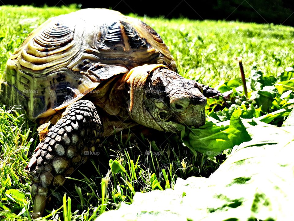 GuTMistRz Photo Turtle