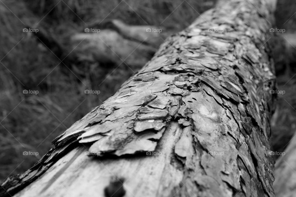 Tree texture 