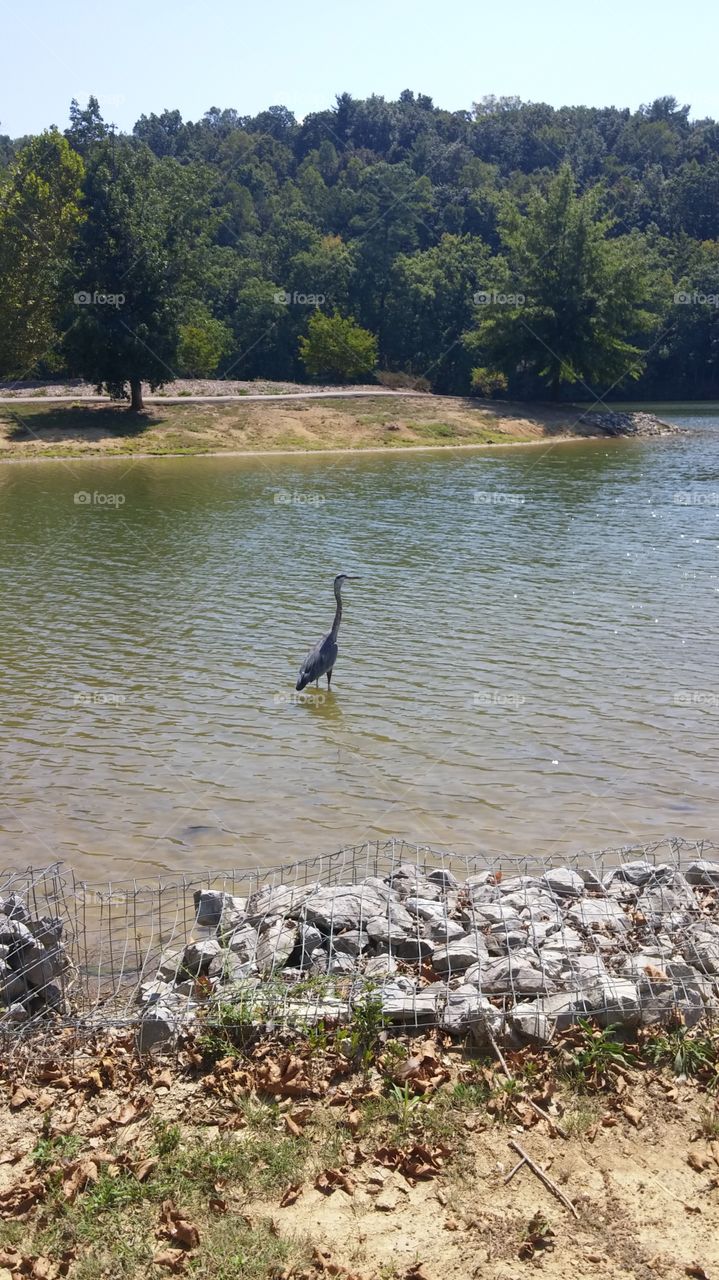 Crane at Roane county Park