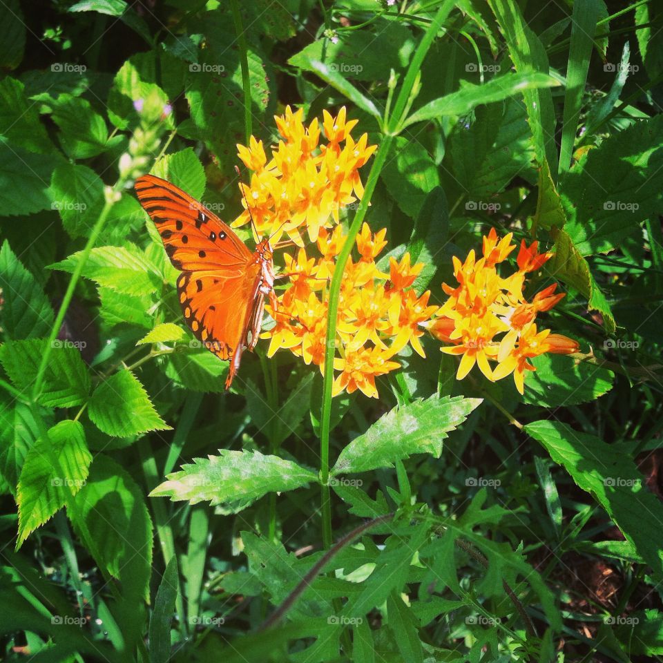 Gulf fritillary 