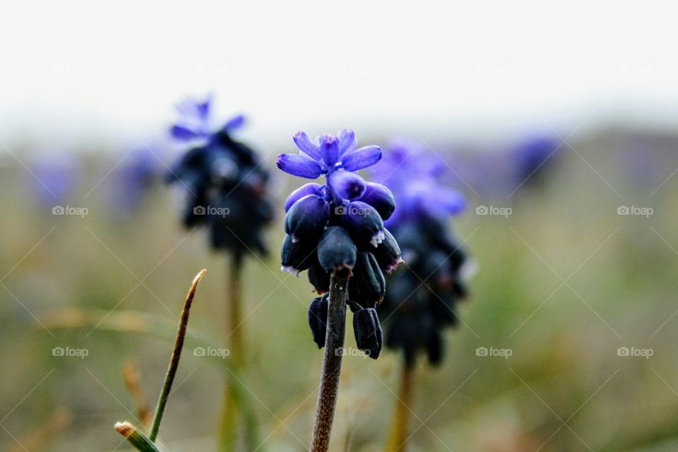 mountain hyacinths