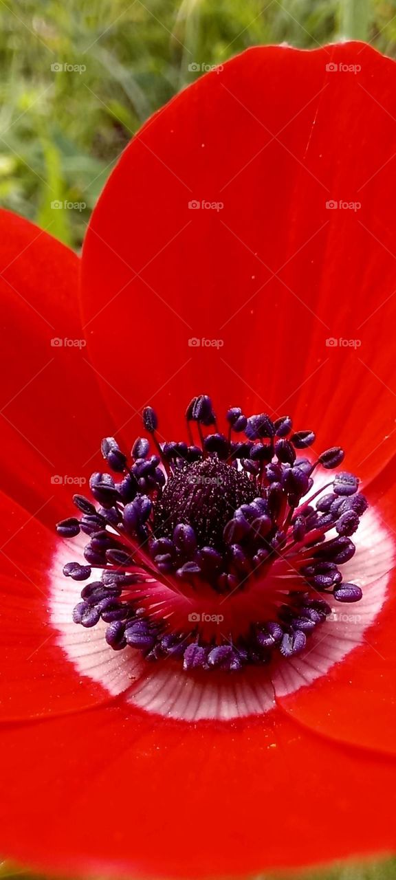 Anemone coronaria