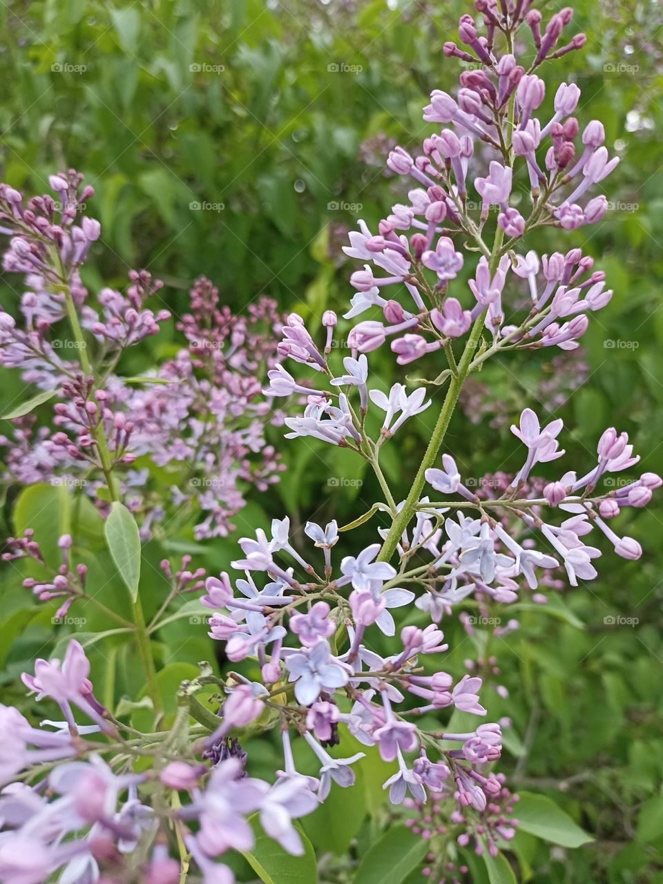 Blooming lilac