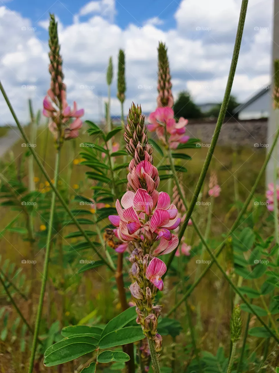 Wildblume, Flower