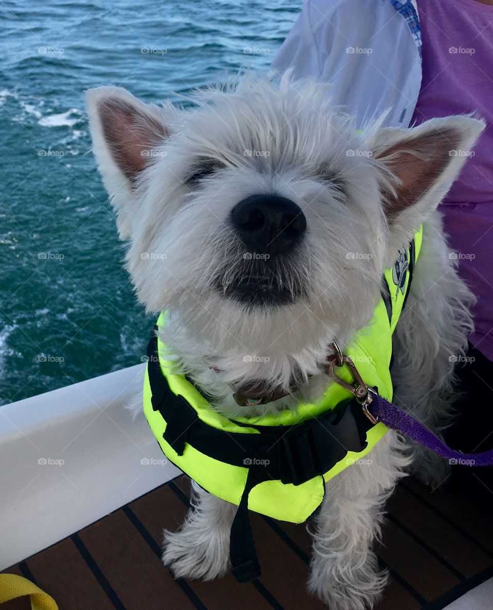 Boat Dog