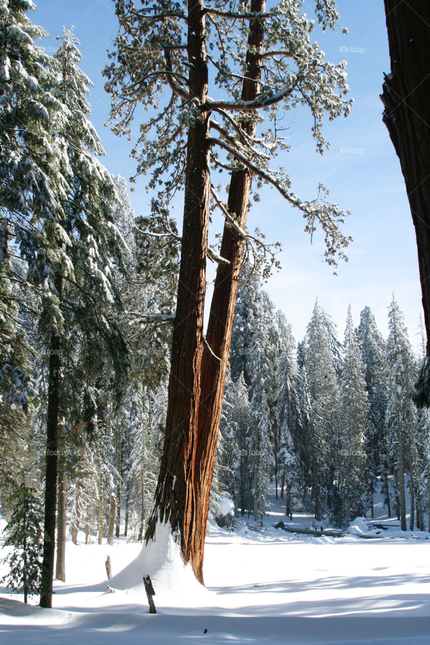 Winter in sequoia park 