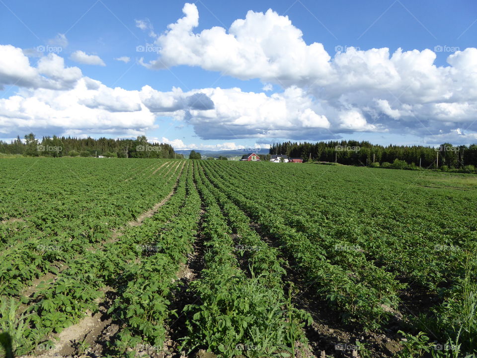 View of potato field