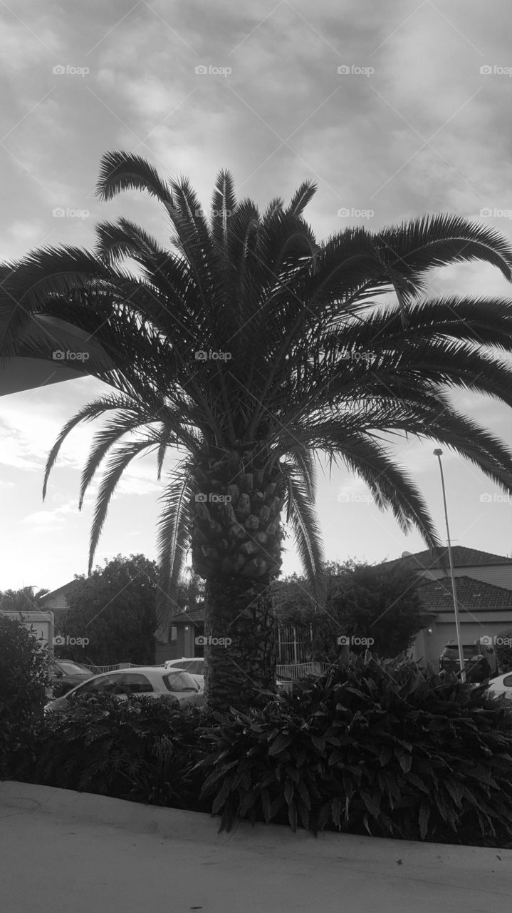 Palm, Tree, Beach, No Person, Resort