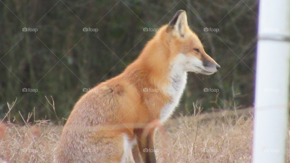 Sitting fox