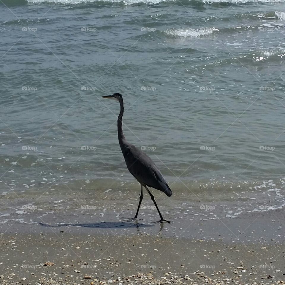 on my walk in the neighborhood