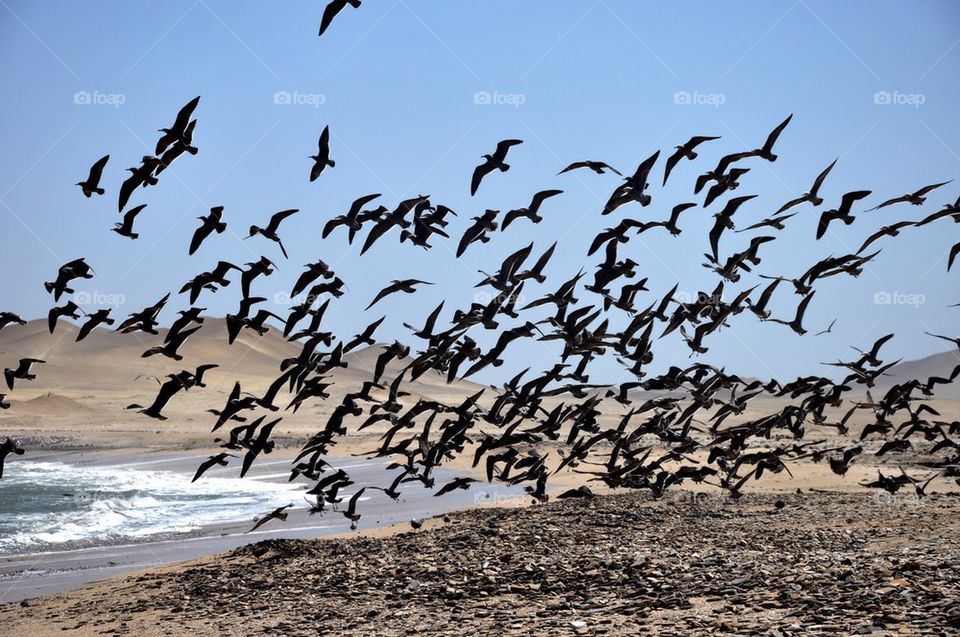 Birds flying at paracas national reserve
