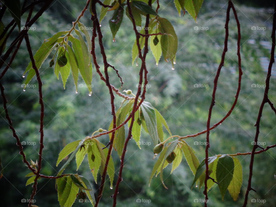 Rain drops on leaves