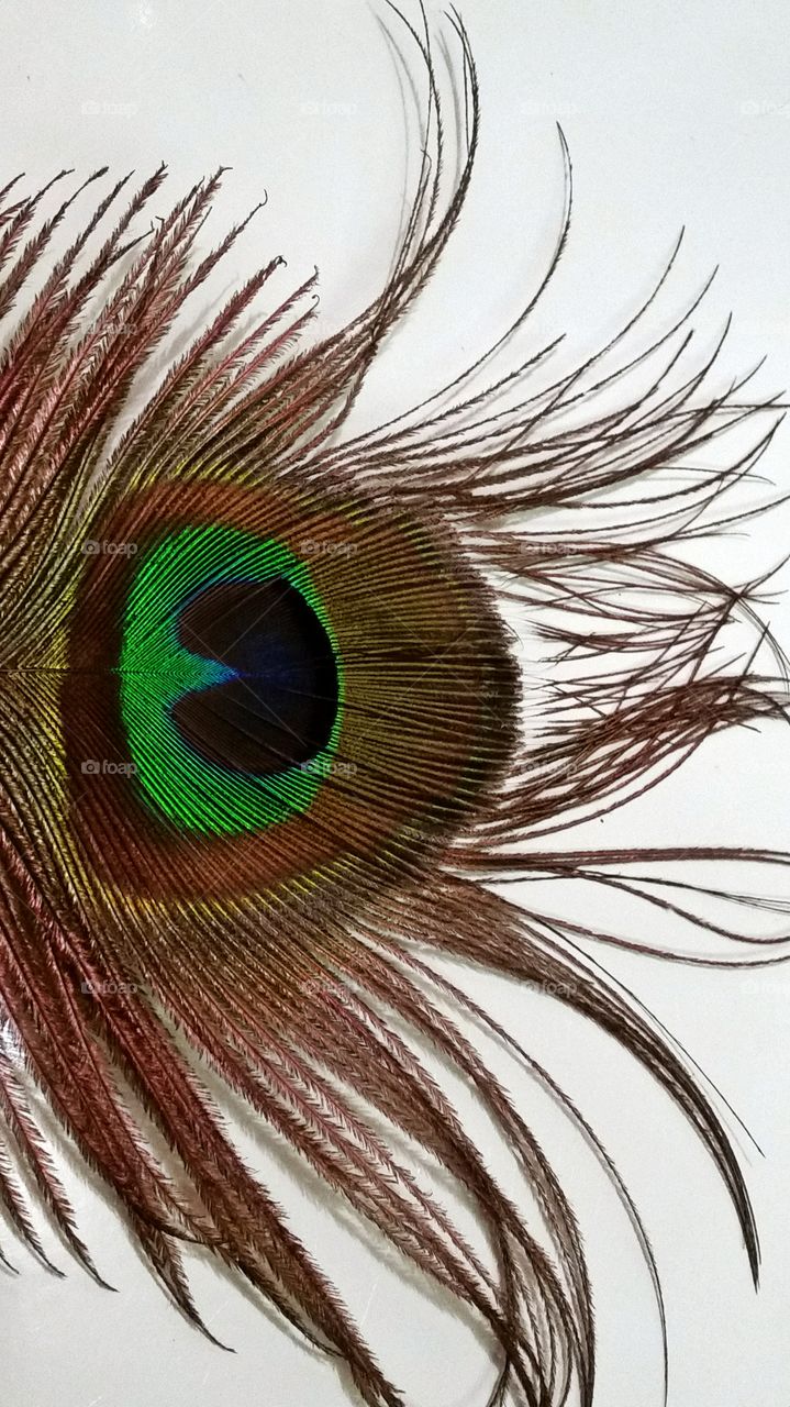 peacock feather. peacock feather close up