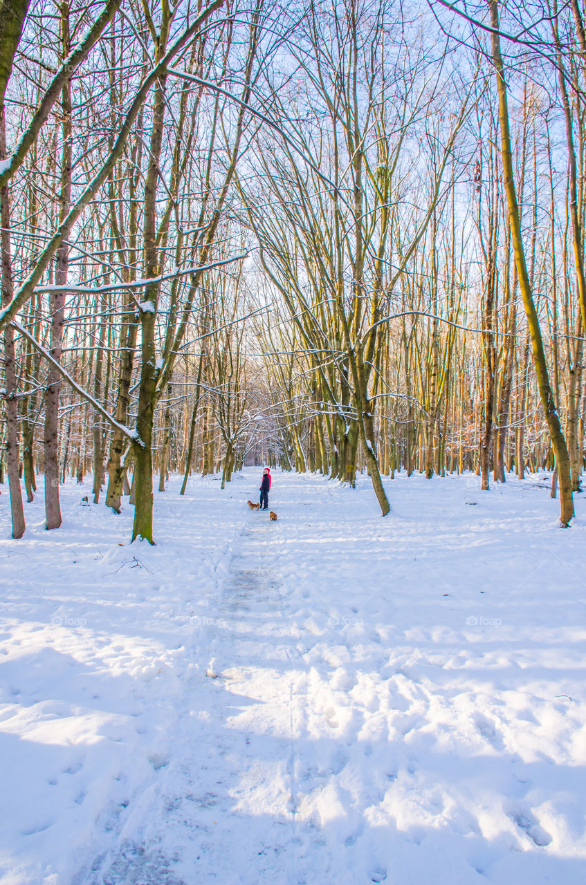 winter landscape