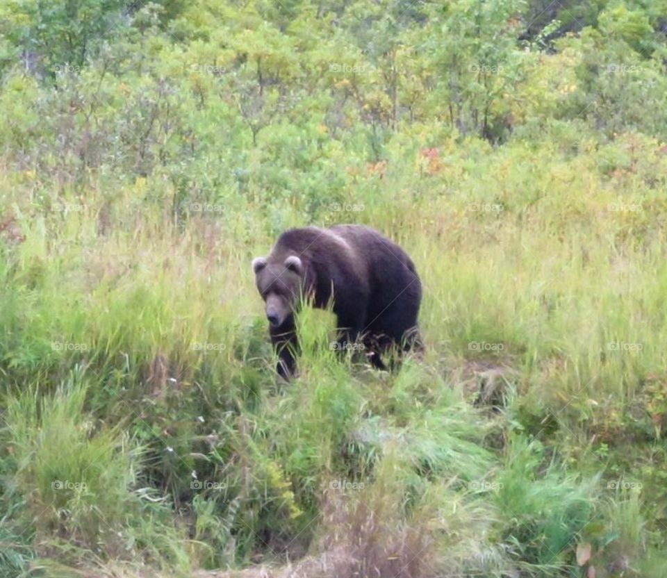 Kodiak Grizzly Bear. Kodiak Grizzly Bear