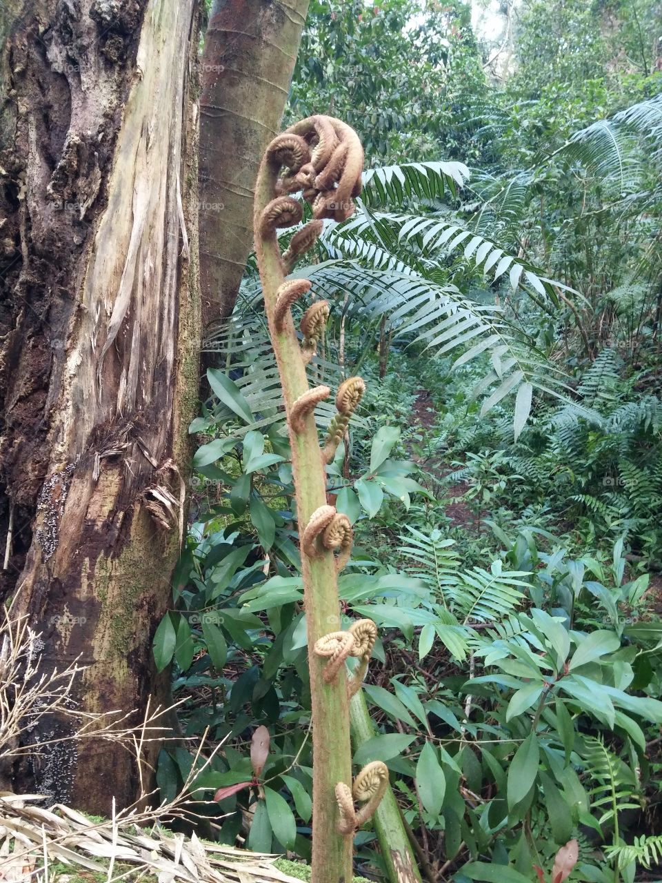 Developing fern frond Waikiki,Hawaii jungle